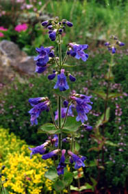 Penstemon ovatus